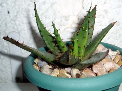 normal_270405_Aloe_02.jpg
