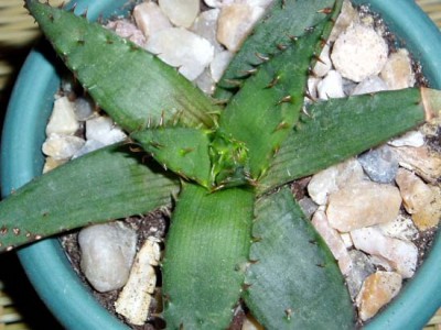 normal_270405_Aloe_03.jpg