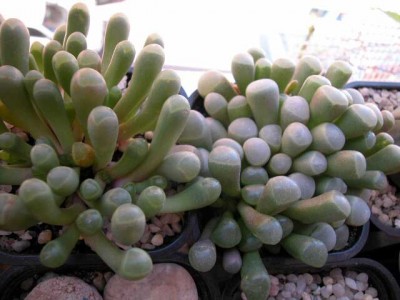 normal_2fenestrarias.jpg