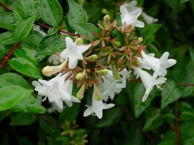 normal_abelia2.JPG