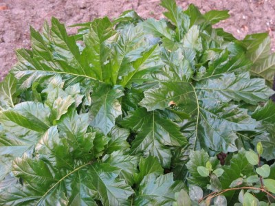 normal_Acanthus%202~0.jpg