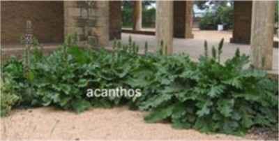 normal_acantos.jpg