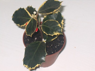 normal_ACEBOENFLOR.JPG