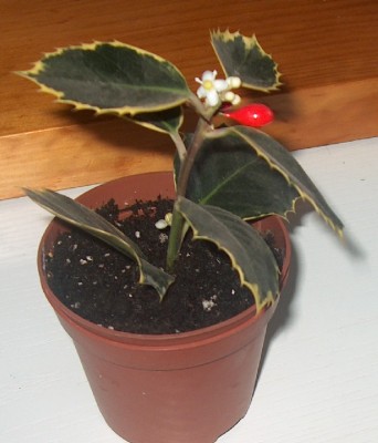normal_ACEBOENFLOR2.JPG