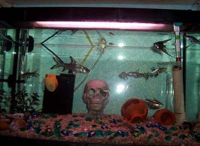 normal_acuario.JPG