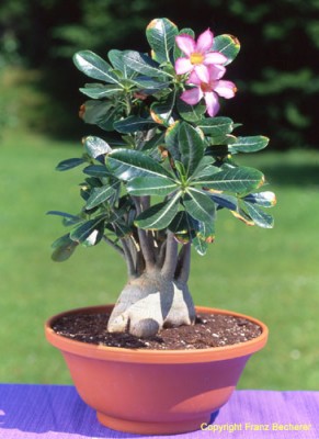normal_Adenium%2520obesum%25202.jpg