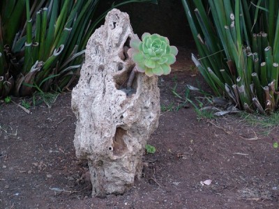 normal_aeonium%20piedra.jpg