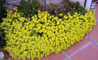 normal_aeonium%20sedifolium%2020042.jpg