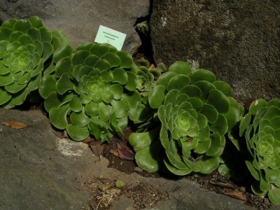 normal_Aeonium%20subplanum.jpg