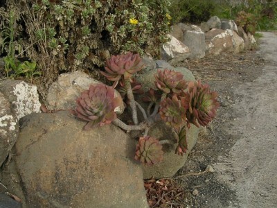 normal_Aeonium.jpg
