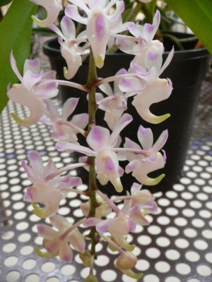 normal_Aerides%20Odorata.jpg