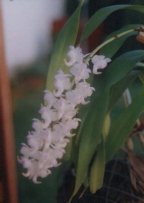normal_Aerides%20odorata.jpg