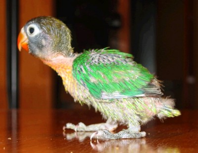 normal_Agapornis%201%20012.jpg