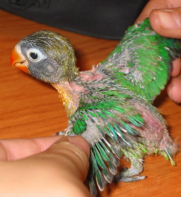 normal_Agapornis%201%20023.jpg