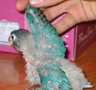 normal_Agapornis%201%20026.jpg