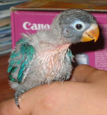 normal_Agapornis%201%20029.jpg