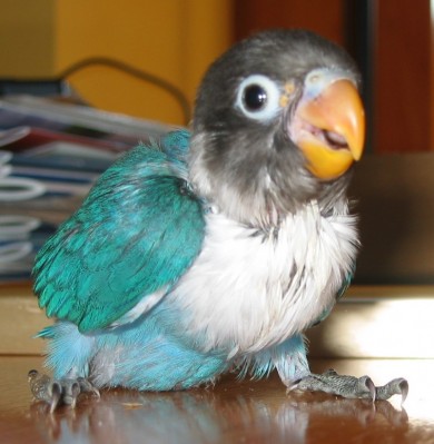 normal_Agapornis%202%20005.jpg