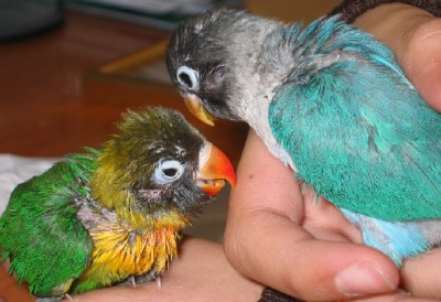 normal_Agapornis%202%20010.jpg