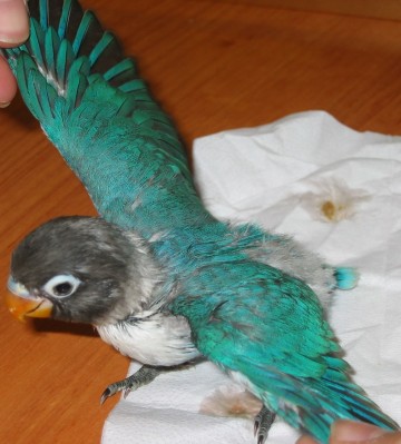 normal_Agapornis%202%20011%7E1.jpg