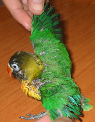 normal_Agapornis%202%20012.jpg