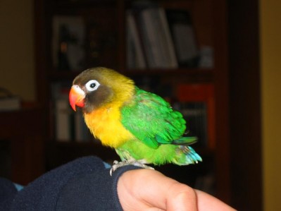 normal_Agapornis%203%20001.jpg