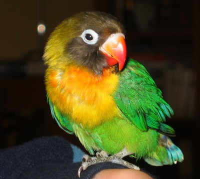 normal_Agapornis%203%20002.jpg