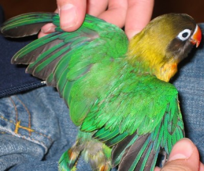normal_Agapornis%203%20004.jpg