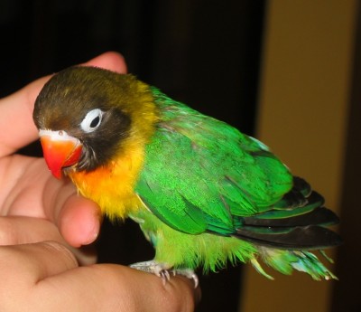 normal_Agapornis%203%20008.jpg