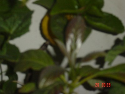 normal_aguacate%20002%20%28Large%29.jpg