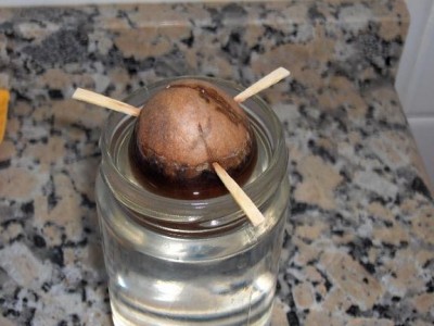 normal_aguacate%7E1.JPG