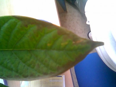 normal_aguacate.jpg