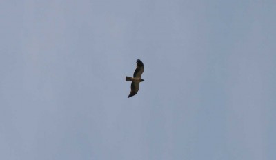 normal_aguila%20copy.jpg