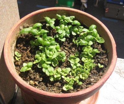 normal_Albahaca%20Mayo%B406.jpg