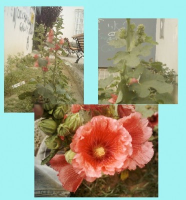 normal_Alcea%20rosea.jpg