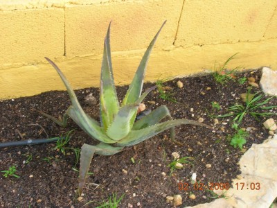 normal_Aloe%20Vera%20helado.jpg