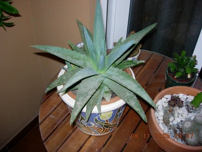 normal_Aloe.JPG