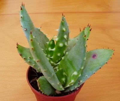 normal_aloe2%7E1.jpg