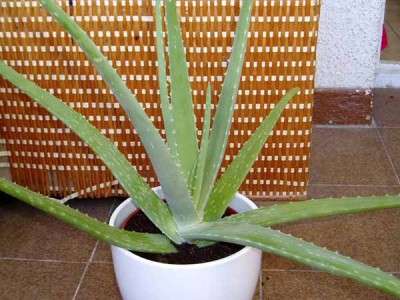 normal_AloeVera_pq.jpg