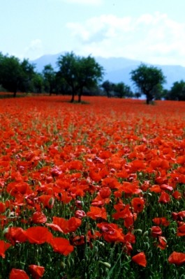 normal_amapolas%20II.jpg