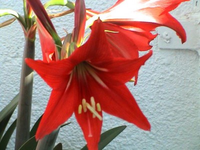 normal_amarilis%20detalles.JPG