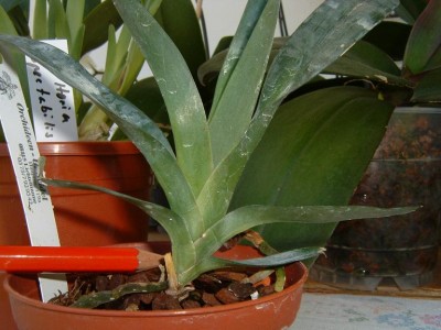 normal_Angraecum%20%20sesquipedale.JPG
