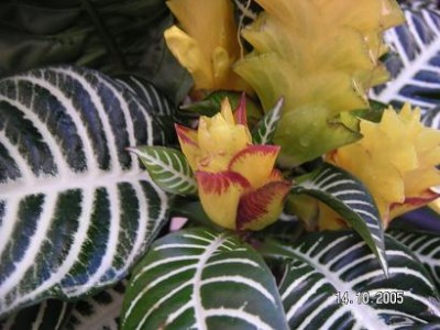 normal_APHELANDRA.jpg