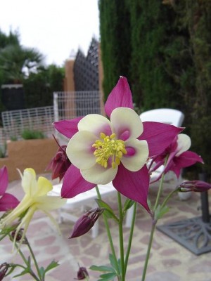 normal_Aquilegia%20bicolor.JPG