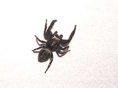 normal_aracnido%20raro.jpg