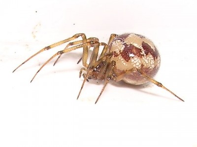 normal_aranacuartobano.jpg