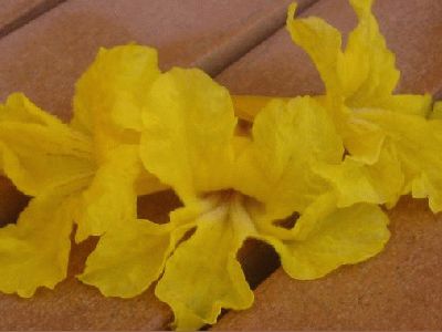 normal_arbol%20des%20flores.jpg
