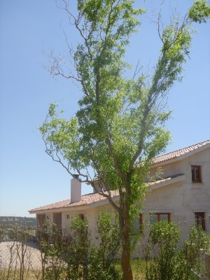 normal_arbol%7E3.jpg