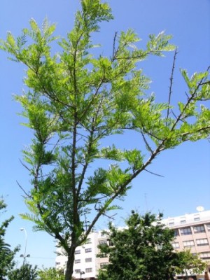normal_arbol.jpg