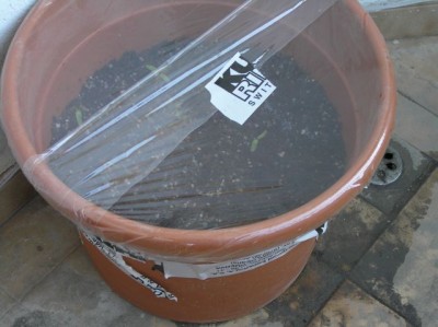 normal_arces%20012.JPG
