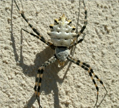 normal_Argiope%20Lobata%20%28Araneidae%29.jpg